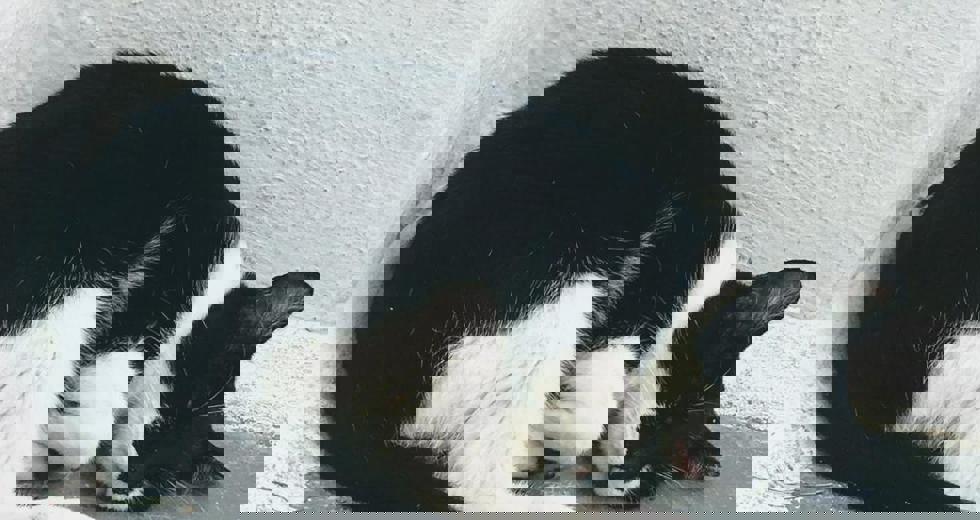 gatos-2.jpeg