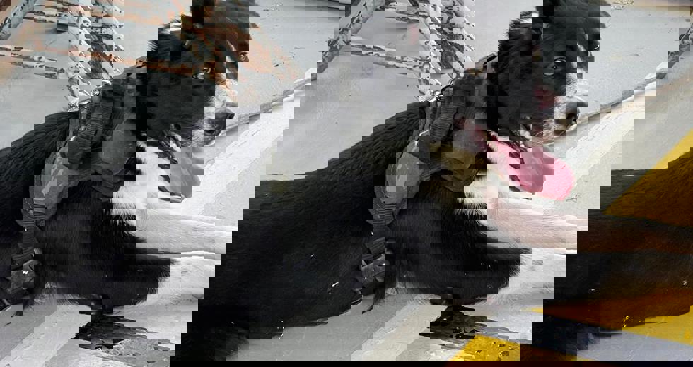 whatsapp-image-2025-03-23-at-113250-1.jpeg