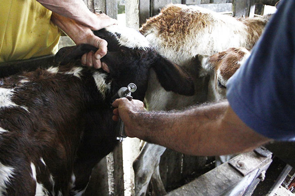 Foto: Divulgação f00038245g.jpg