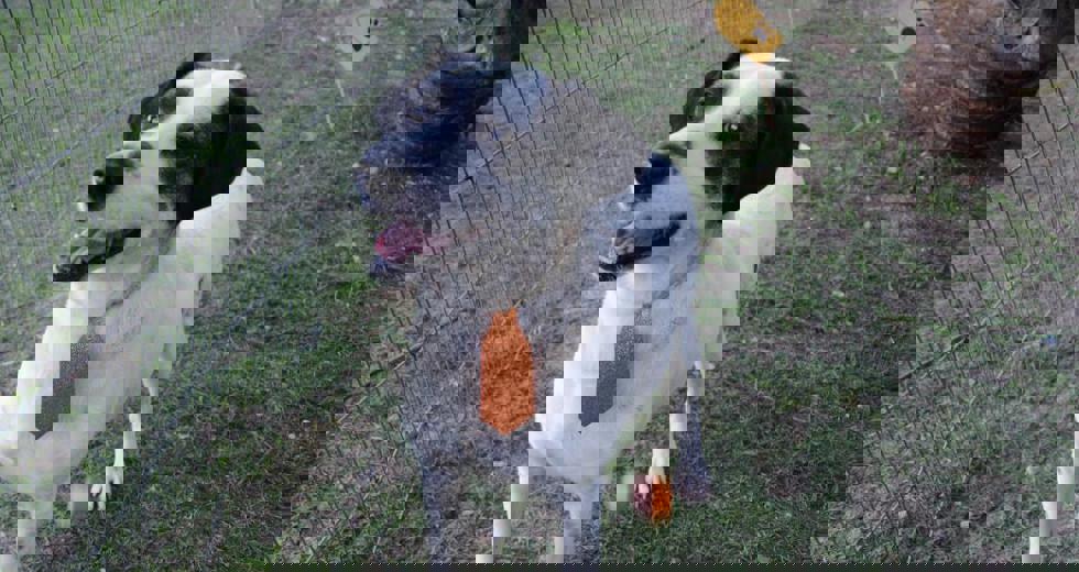 caes-7.jpeg