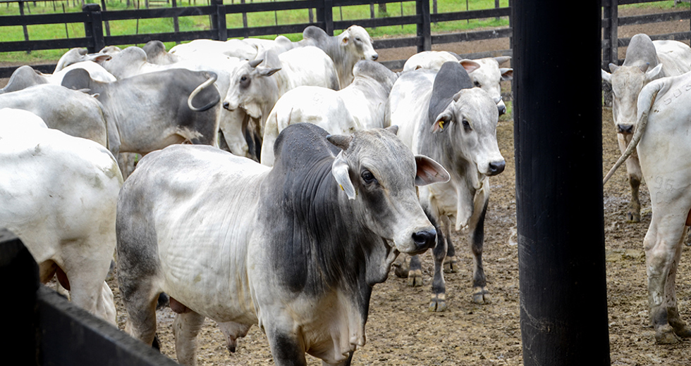 visita-tecnica-fazenda-sao-geraldo-08-04-2019-lucas-cabral-10.jpg