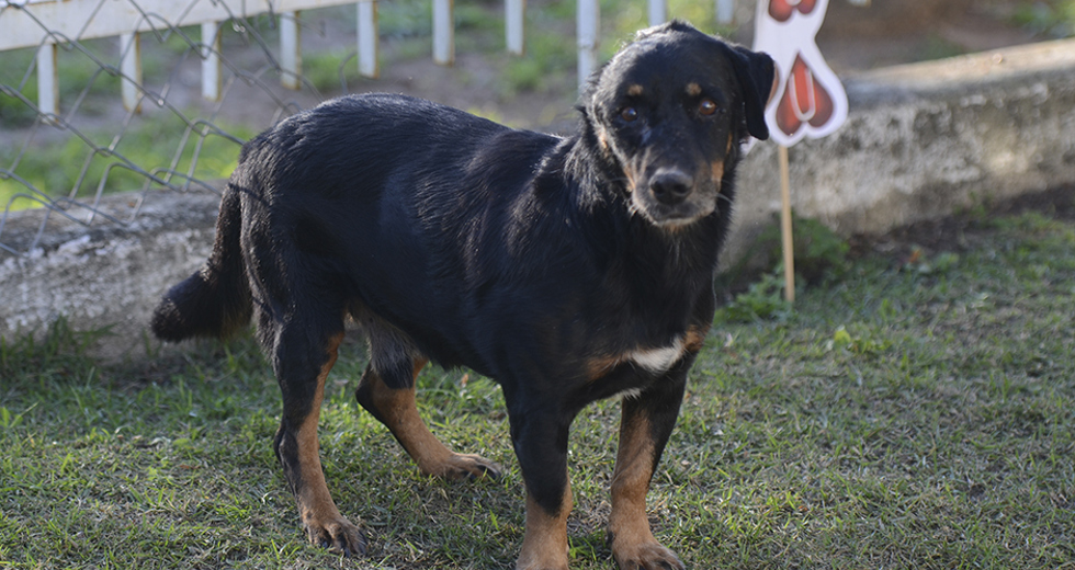 animais-para-adocao-31-07-2019-42.jpg