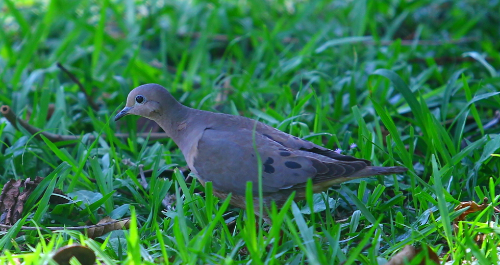 cv__4457_claudio_vieira.jpg