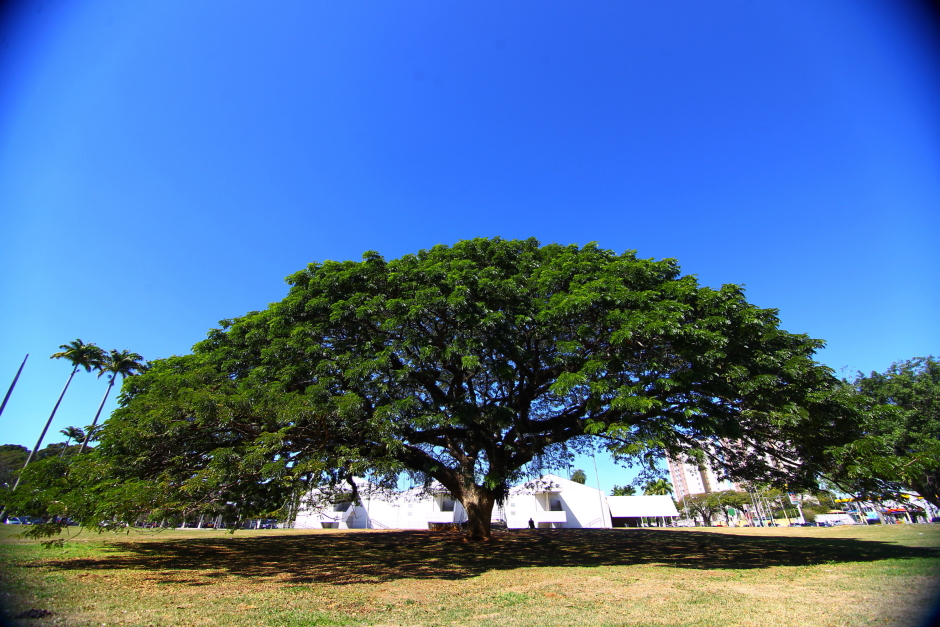 dia_arvore-06-claudio_vieira.jpg