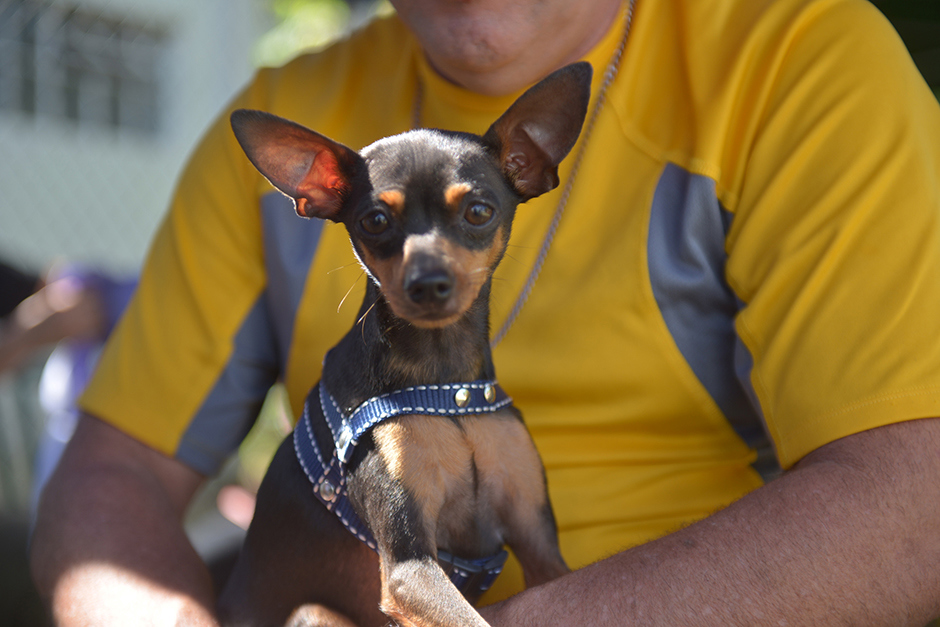 castracao-meu-pet-feliz-ccz-09-05-2019-lucas-cabral-33.jpg