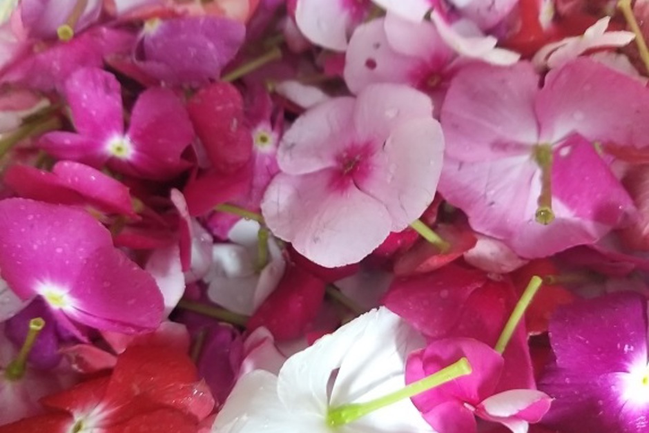 beijinho-ou-maria-sem-vergonha-impatiens-walleriana-hook.jpg