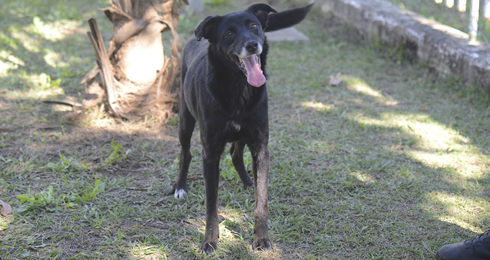 animais-para-adocao-31-07-2019-12.jpg