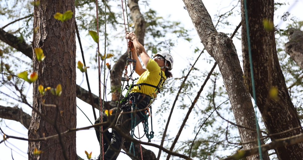 Campeonato brasileiro de escalada de árvores dentro da programação do CBAU 2025. Foto: Claudio Vieira/PMSJC 19-09-2025 