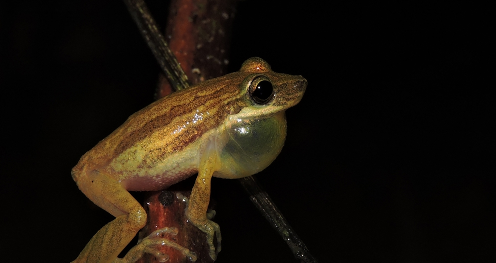 scinax-cardosoi-pnmar.jpg