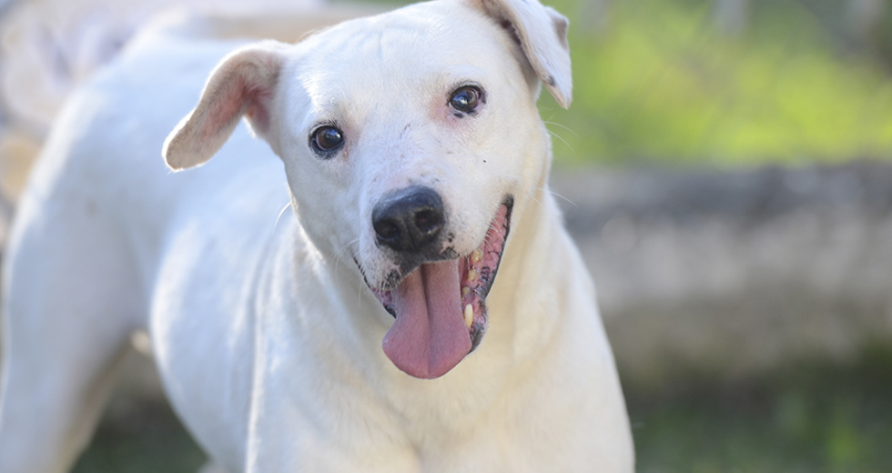animais-ccz-27-08-2019-lucas-cabral-13.jpg