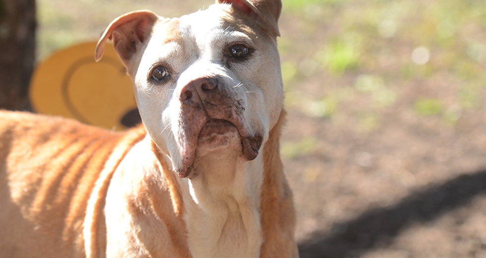 animais-adocao-ccz-26-07-2019-lucas-cabral-11.jpg