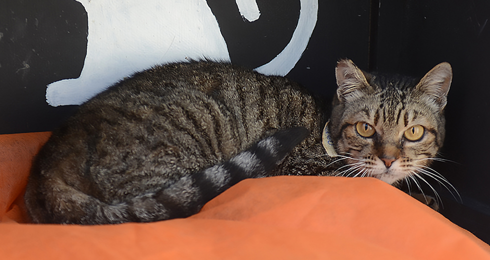 animais-adocao-ccz-26-07-2019-lucas-cabral-08.jpg