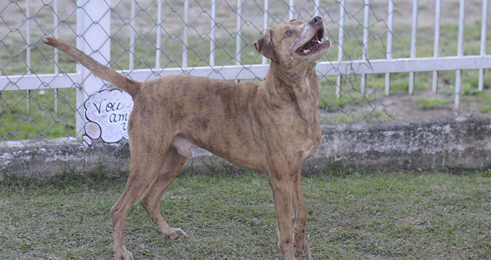 animais-para-adocao-31-07-2019-44.jpg