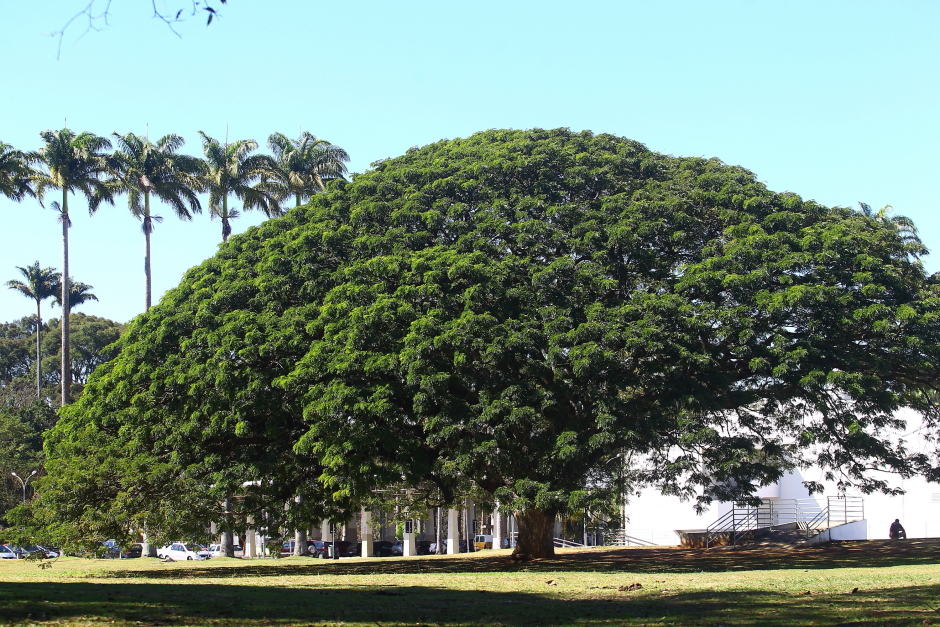 dia_arvore-04-claudio_vieira.jpg