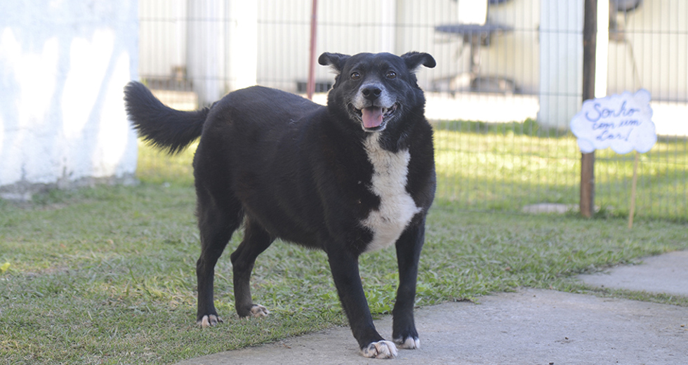 animais-para-adocao-31-07-2019-43.jpg