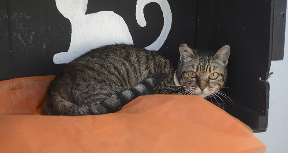 animais-para-adocao-31-07-2019-26.jpg
