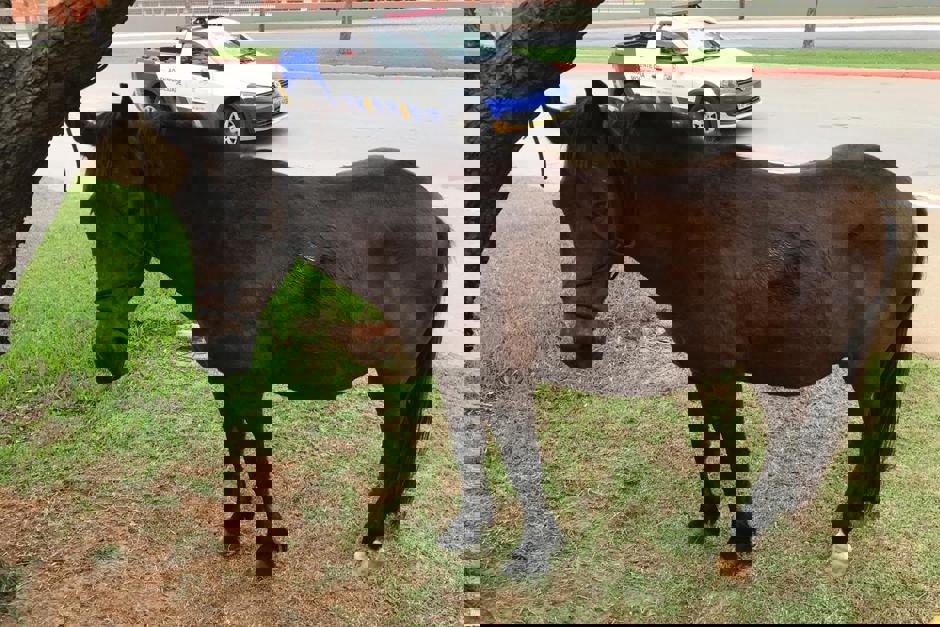 cavalo-5.jpg