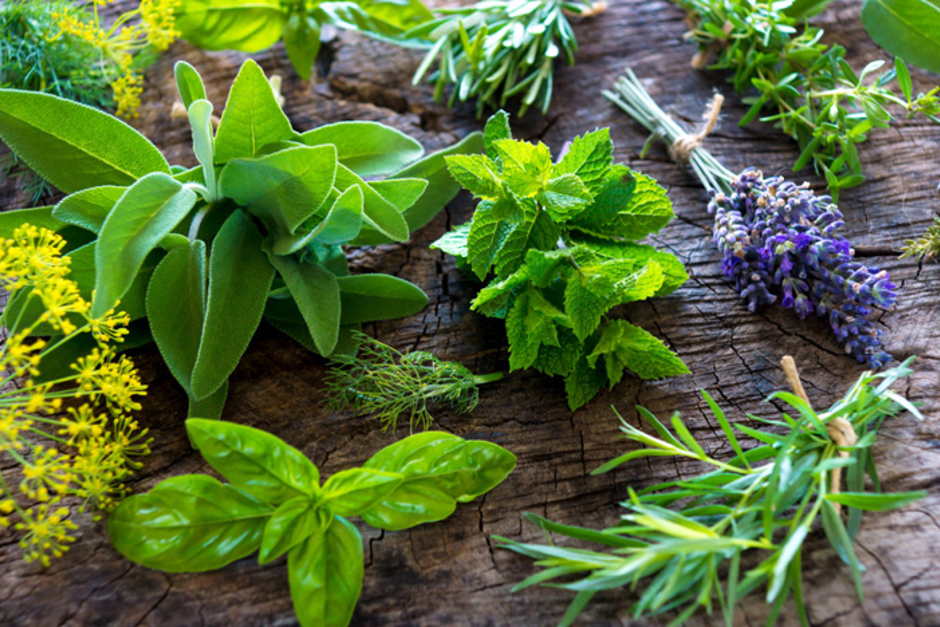 plantas-medicinais.jpg