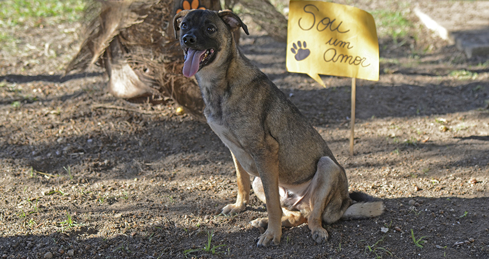 animais-para-adocao-31-07-2019-31.jpg