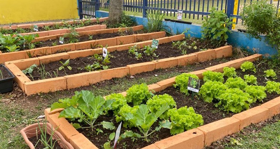 criancas-cultivam-alimentos-e-descobertas-em-projeto-de-horta-escolar-17.jpeg