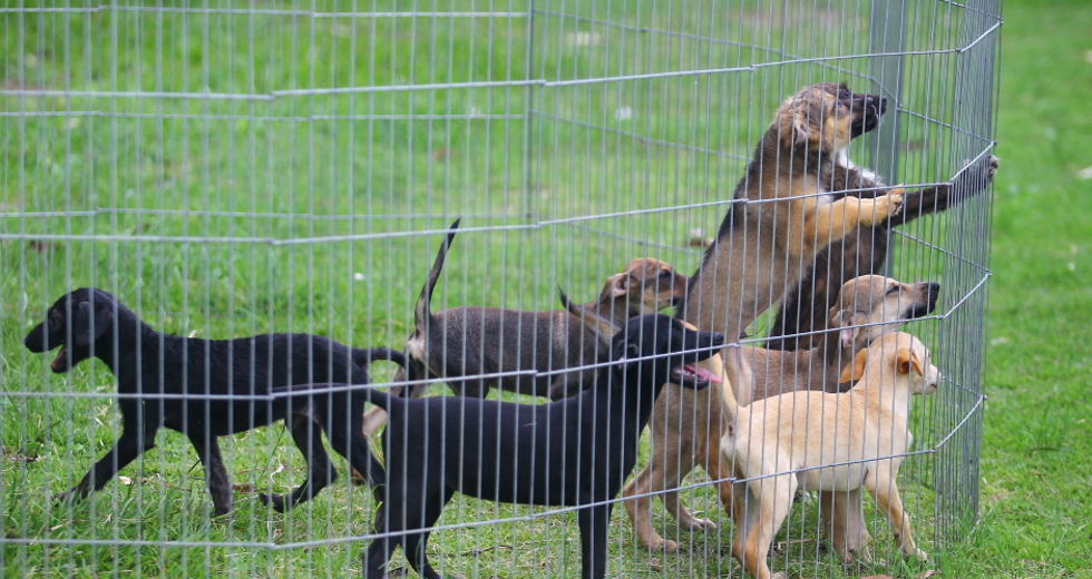 ccz_animais_adoc-a-o-17-claudio_vieira.jpg