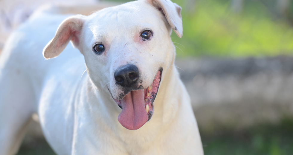 animais-adocao-ccz-26-07-2019-lucas-cabral-12.jpg