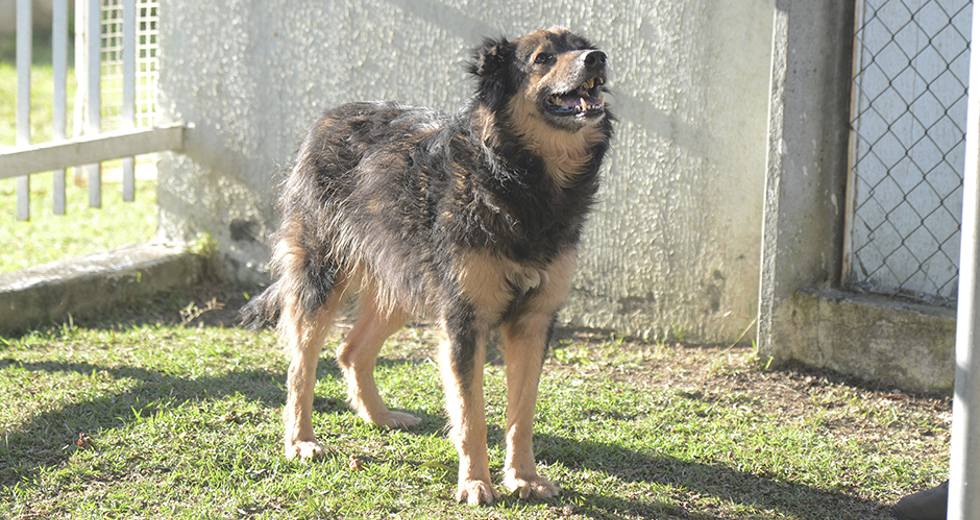animais-para-adocao-31-07-2019-40.jpg