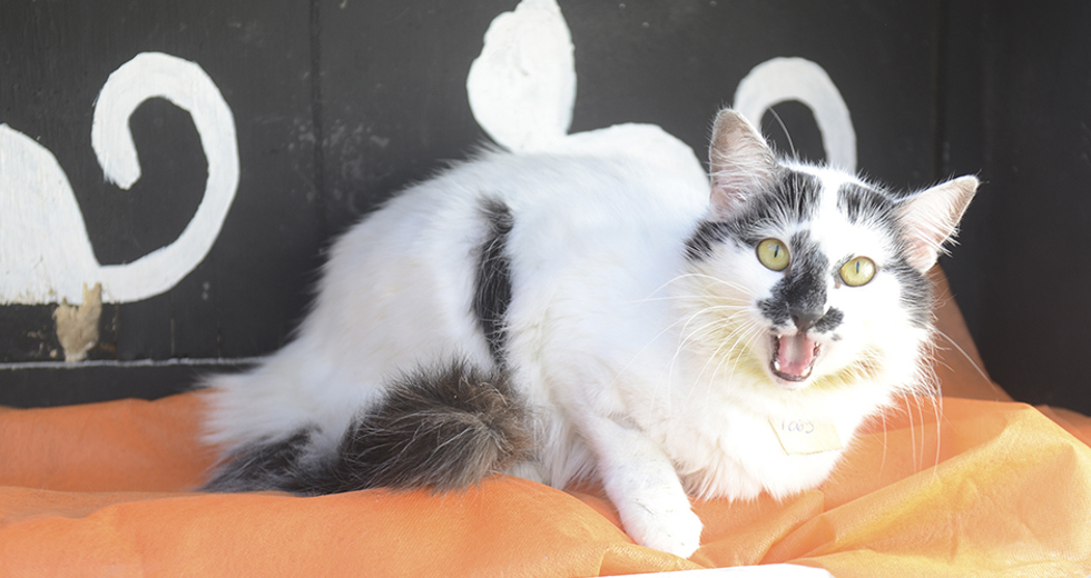 animais-para-adocao-31-07-2019-22.jpg