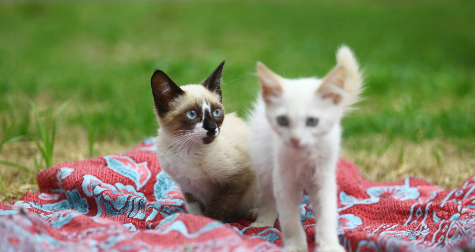 ccz_animais_adoc-a-o-51-claudio_vieira.jpg