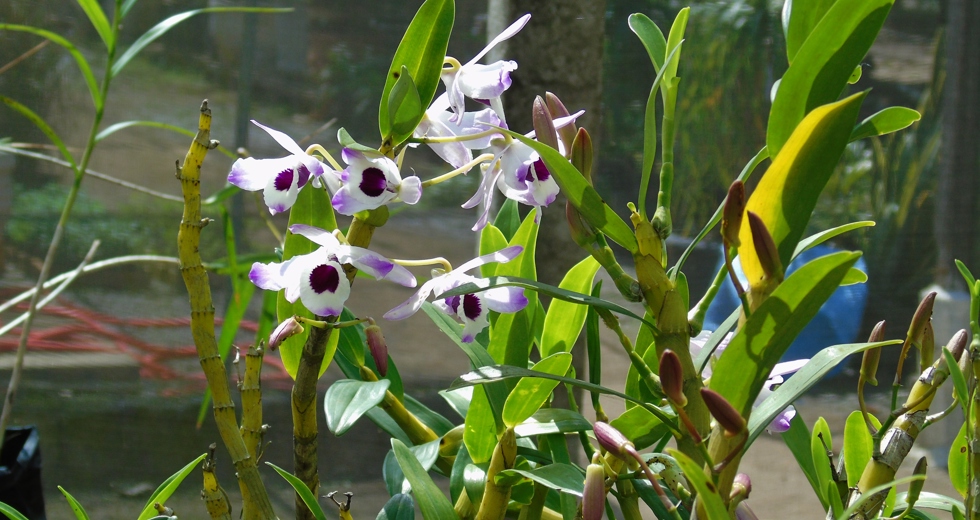 zfundhasfloresfolhas-037.jpg
