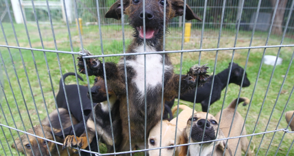 ccz_animais_adoc-a-o-10-claudio_vieira.jpg