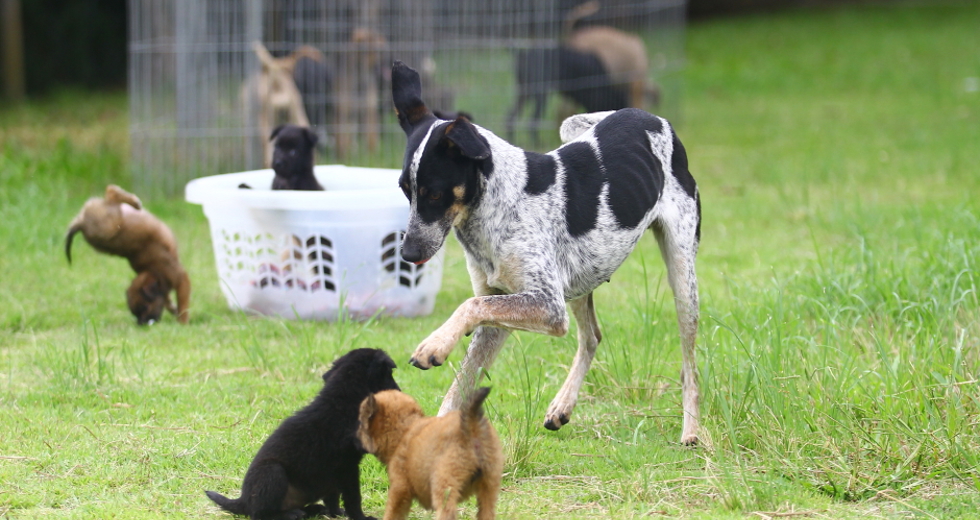 ccz_animais_adoc-a-o-43-claudio_vieira.jpg