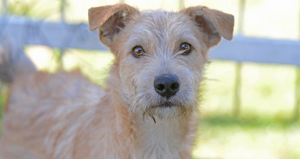 animais-para-adocao-31-07-2019-08.jpg