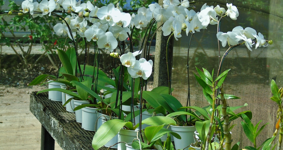 zfundhasfloresfolhas-035.jpg