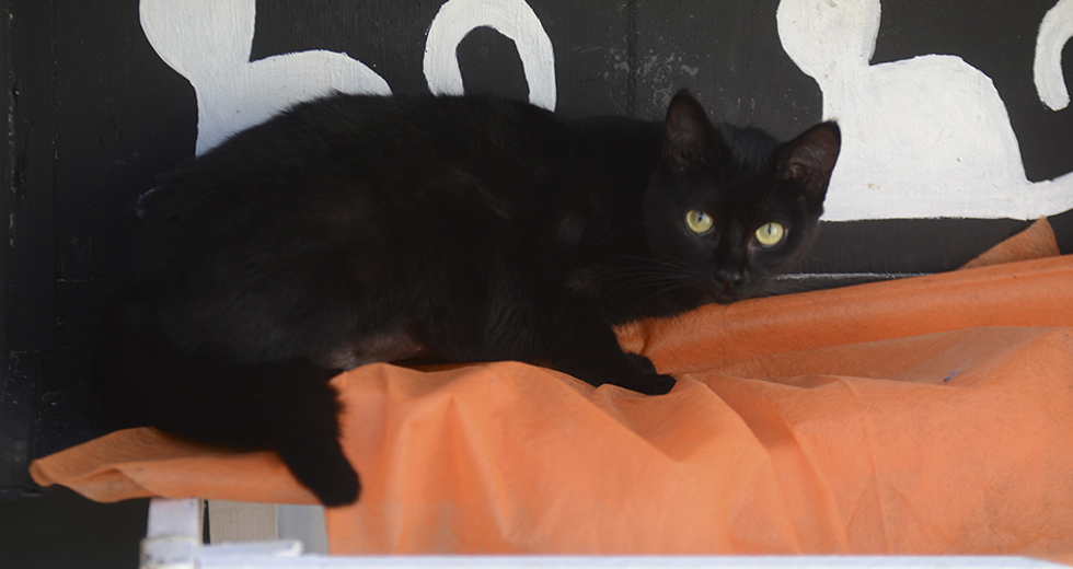 animais-para-adocao-31-07-2019-24.jpg