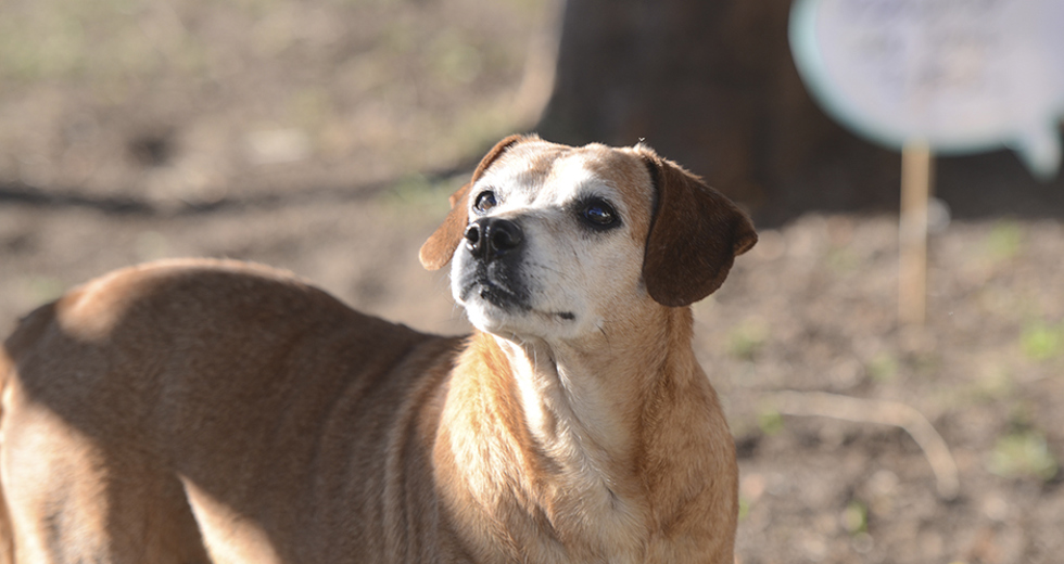 animais-para-adocao-31-07-2019-38.jpg